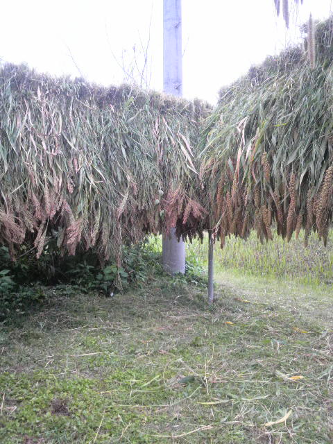 �E���A��