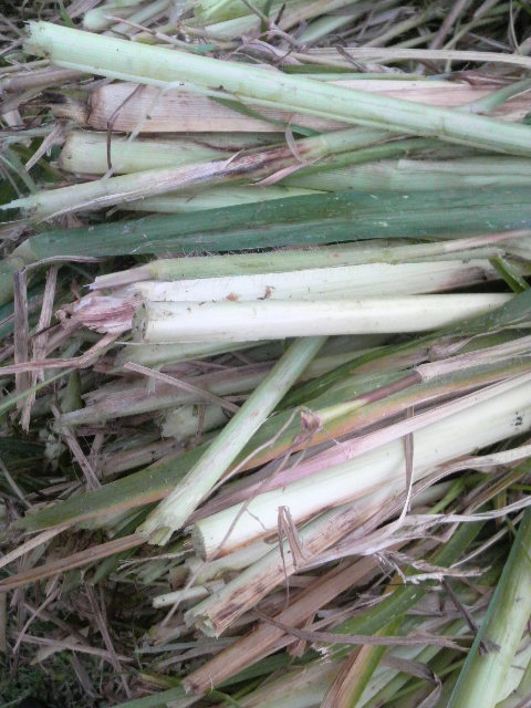 �V�R�N�r�G�̌s