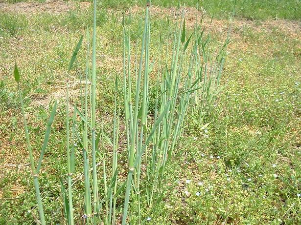 ���q�S�[���f�����o��